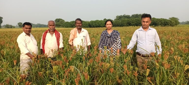 कम लागत में खेतों में लहलहा रही मरुवा की फसल