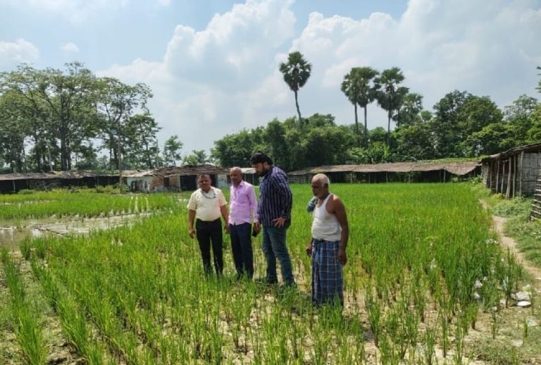 Samastipur- Pusa News: मौसम अनुकूल नहीं होने से धान में लग रहे कीट