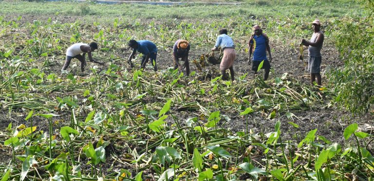 BOKARO NEWS : बोकारो में शुरू हुईं महापर्व छठ की तैयारियां, घाटों की हो रही सफाई