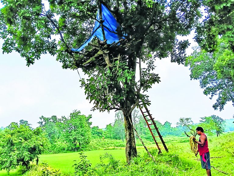 Rourkela News: गजराज का खौफ! पेड़ पर मचान बनाकर खेतों की रखवाली कर रहे किसान