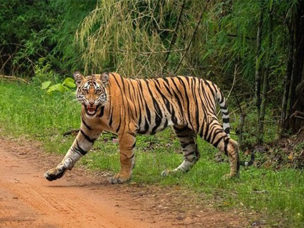 tiger