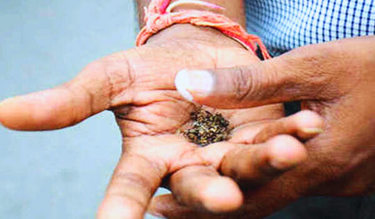 tobacco