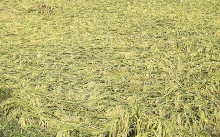 Cyclone Dana News: बांका में डाना चक्रवाती तूफान किसानों के लिए बना आफत, फसल नुकसान देख किसान हुए चिंतित
