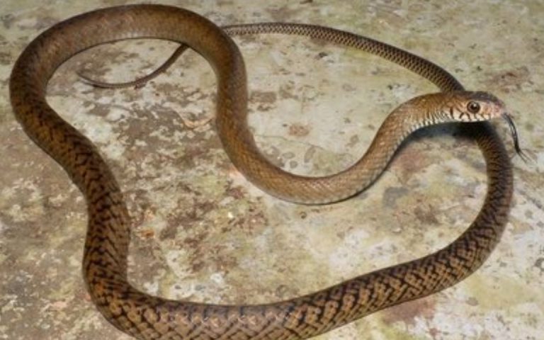 Bihar News: कैमूर में बिस्तर पर सो रहे पिता-पुत्र को सांप ने काटा, झाड़-फूंक के चक्कर में दोनों की मौत