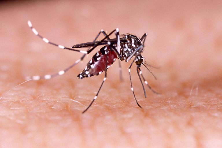 Kolkata Dengue News : त्योहारी मौसम में बढ़ रहा है डेंगू का प्रकोप