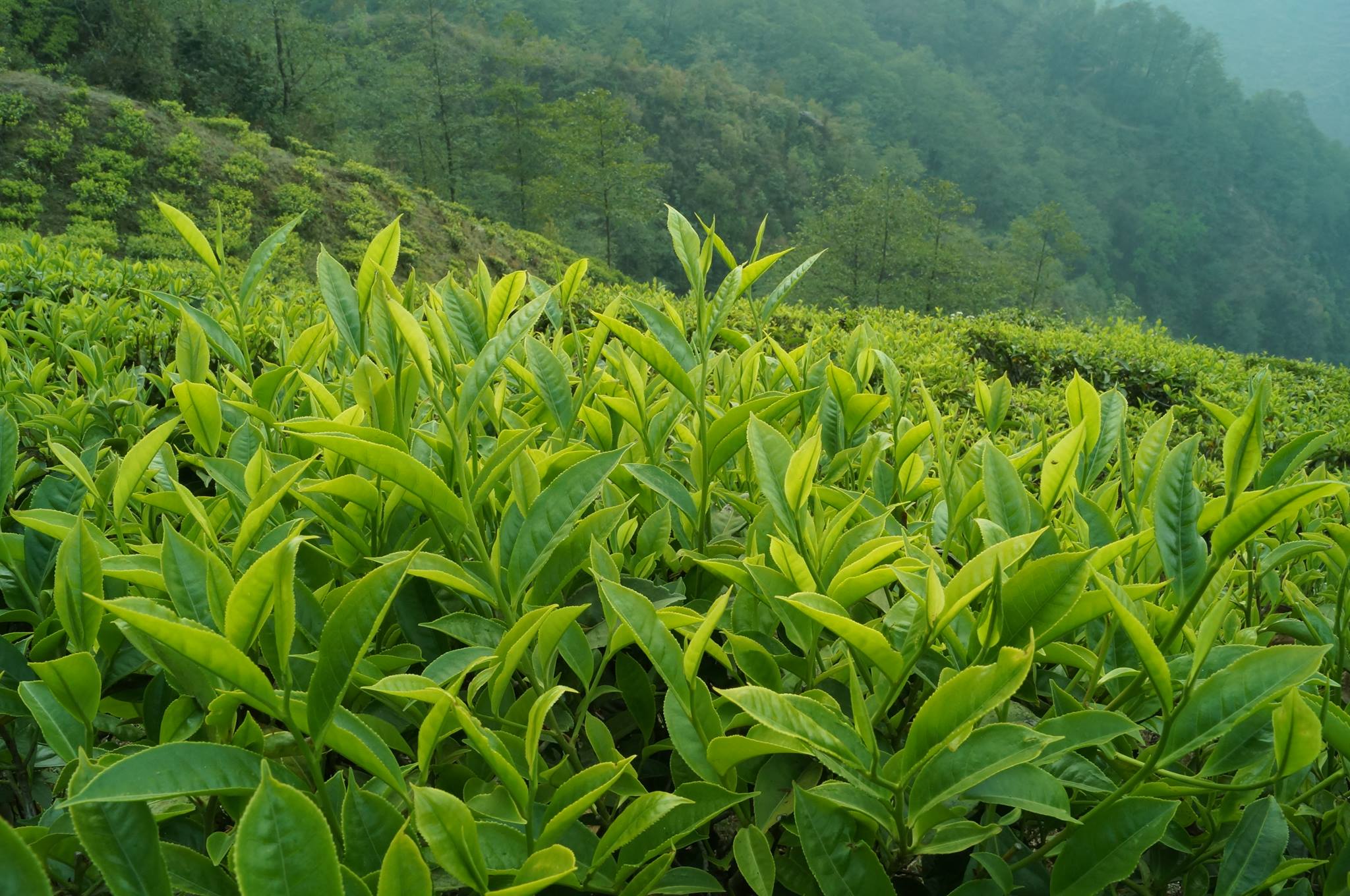 Tea Garden