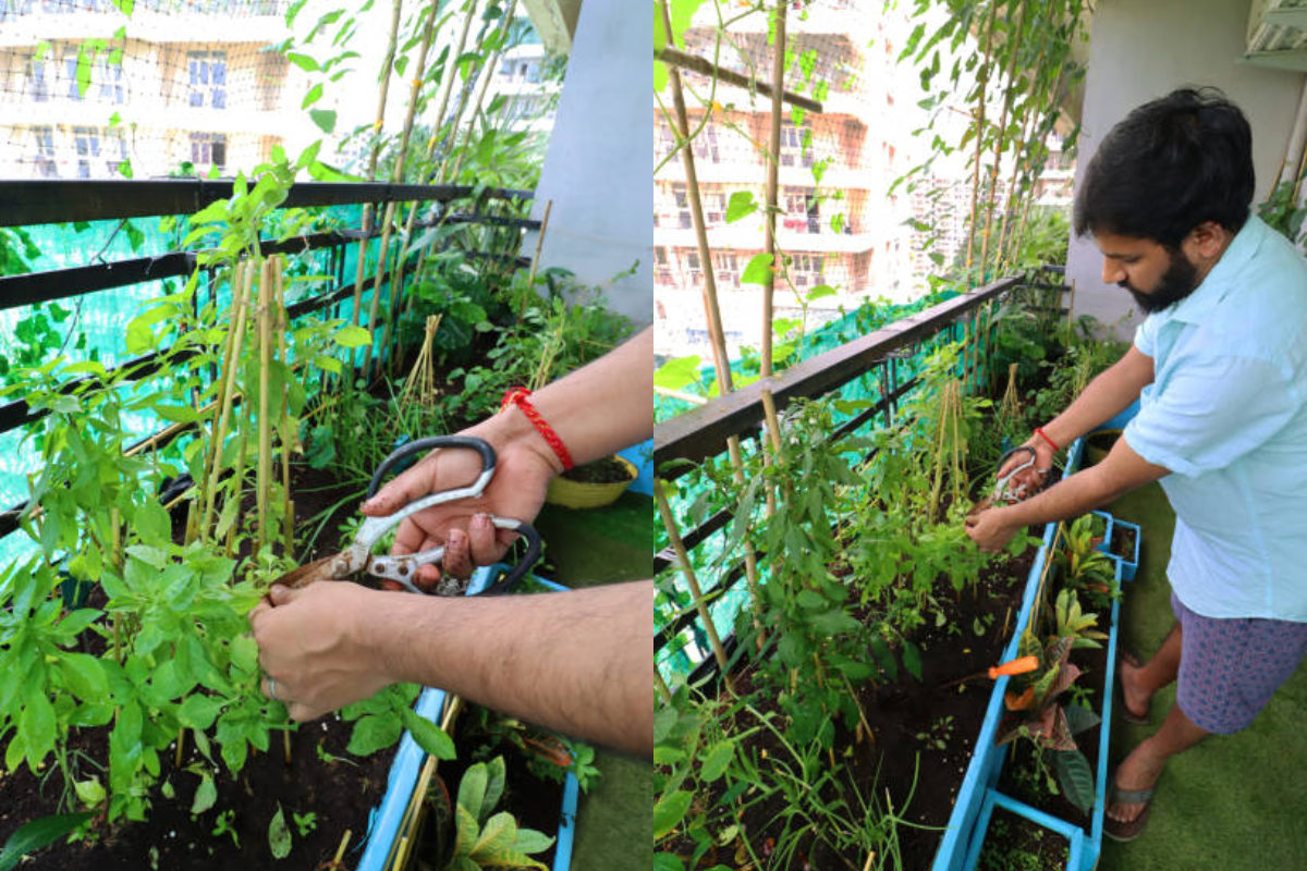 home gardening