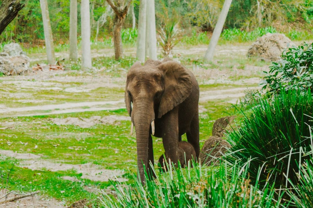 baby elephant found dead in garhwa