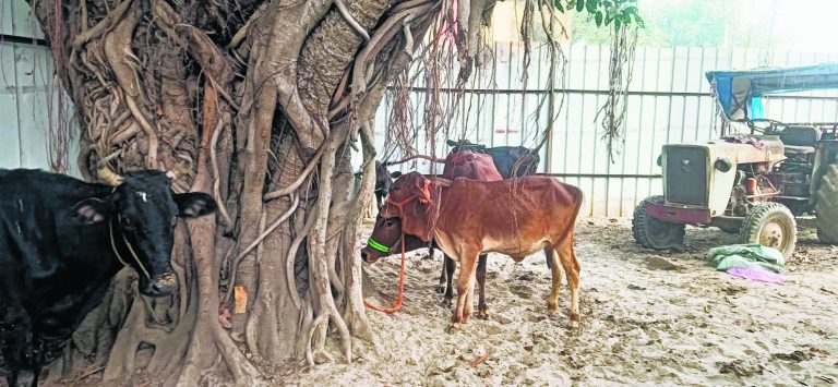 Buxar News : मिश्रवालिया गंगा घाट से मवेशियों के साथ चार पशु तस्कर गिरफ्तार