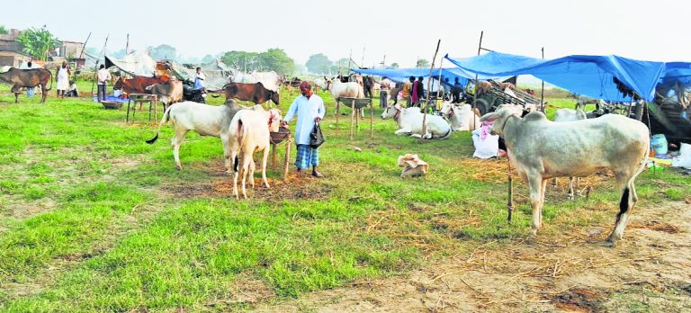 Chhapra News : उद्घाटन के साथ ही सोनपुर मेले के पशु बाजारों में बढ़ने लगी रौनक