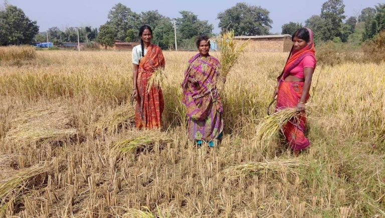 धान की अच्छी पैदावार से किसानों के चेहरे खिले