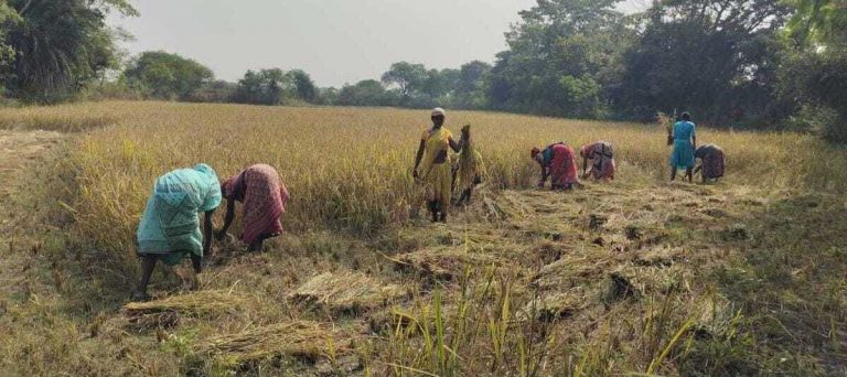 Ghatshila News : धनकटनी शुरू, चुनाव के कारण नहीं खुला धान क्रय केंद्र, किसान परेशान