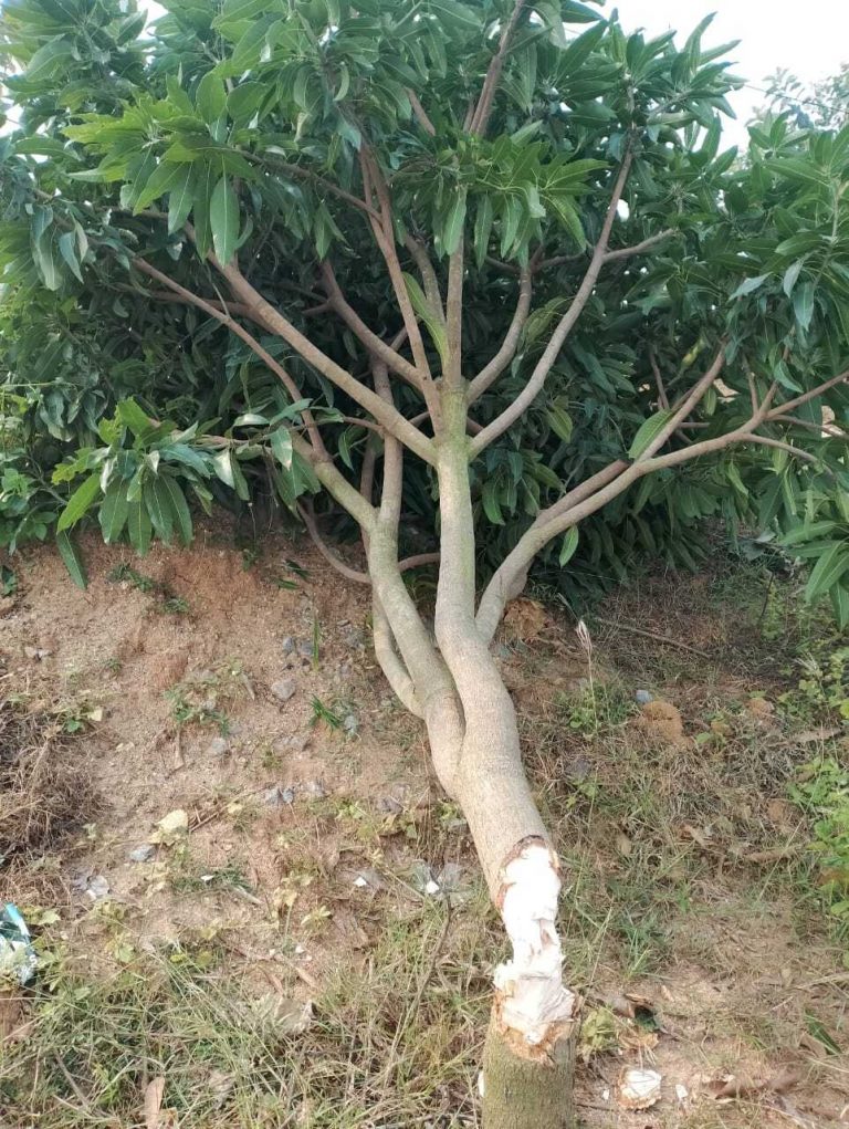 हथियार का भय दिखा बगीचे से काट लिये आम के 80 हरे-भरे पेड़
