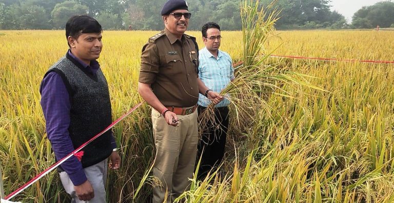 क्रॉप कटिंग में प्रति हेक्टेयर 67.20 क्विंटल धान की फसल का उपज