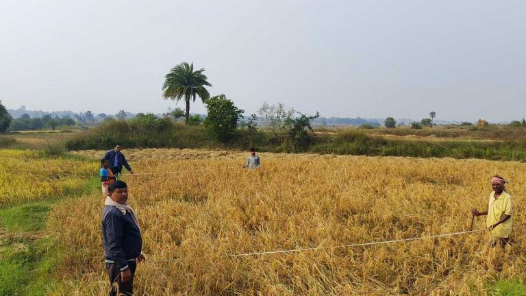 Jamtara News: जनसेवकों ने क्रॉप कटिंग कर की धान उत्पादन की गणना