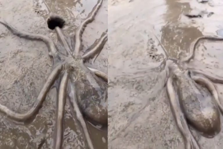 Video: समंदर में कैसे कैसे रहस्य, इस ऑक्टोपस का वीडियो देख सिहर जाएंगे