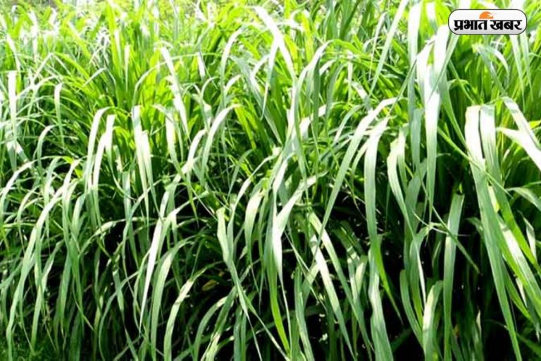 Farming Idea: नेपियर घास की खेती, एक बार लगाएं,पांच साल तक करें बंपर कमाई