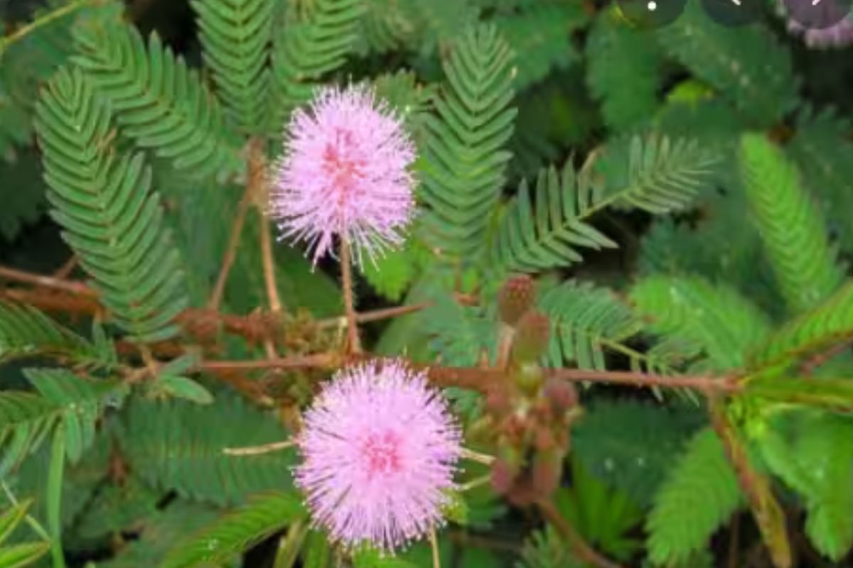 Benefits Of Shami Plant