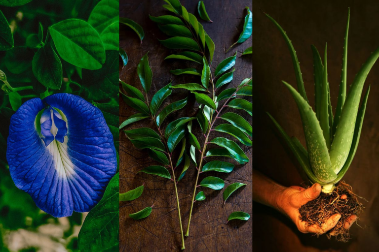 Top 5 Medicinal Plants For Your Home: हर घर में होने चाहिए यह 5 औषधीय पौधे, सेहत के लिए फायदेमंद होते हैं