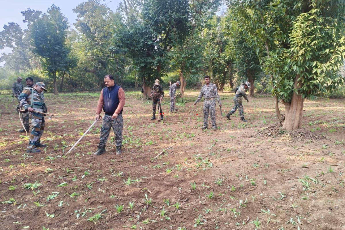 अफीम की खेती को नष्ट करती पुलिस