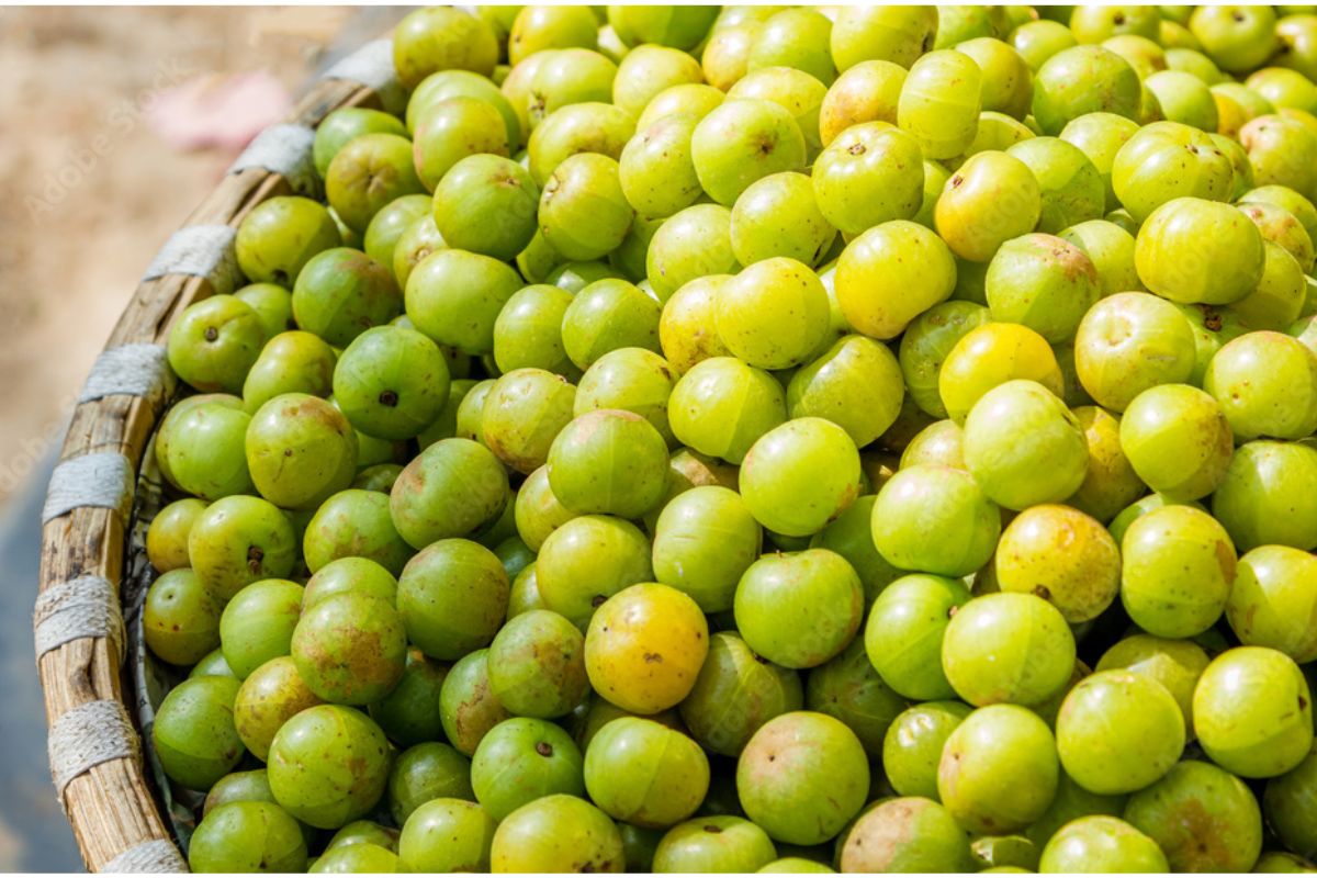 Amla Benefits For Hair Growth