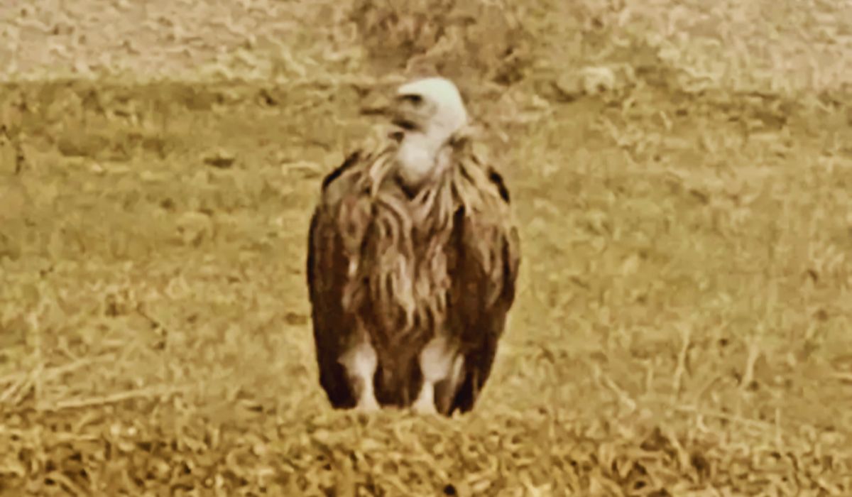 bihar vulture news| Bihar News: Rare species of vulture seen in Jamui
