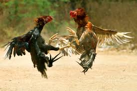 Cock fighting: जमशेदपुर के सोनारी दाेमुहानी में अगहन संक्रांति के उपलक्ष्य में तीन दिवसीय मुर्गा पाड़ा का शनिवार को शुभारंभ हुआ. 14 से 16 दिसंबर तक मुर्गा लड़ाने के शौकीनों व प्रेमियों की धूम रहेगी.