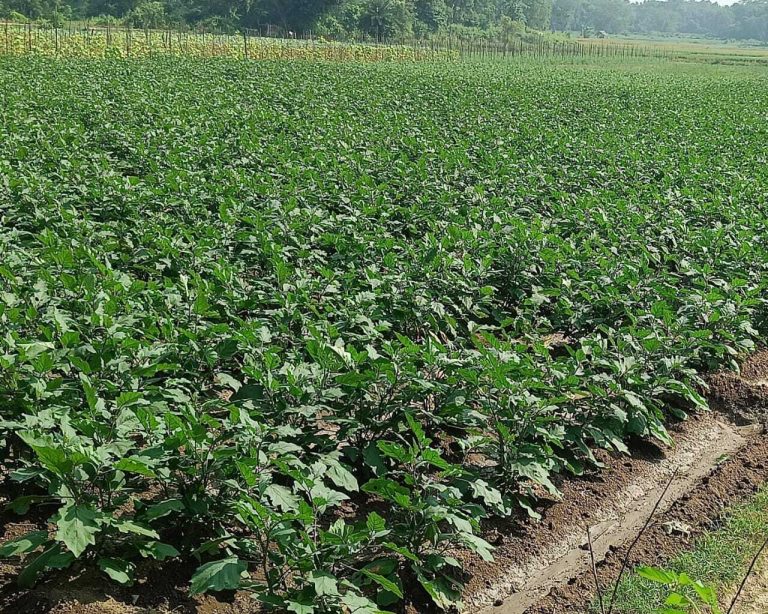 East Singhbhum : बेमौसम बारिश से 900 बीघा में लगी सब्जी को नुकसान का खतरा