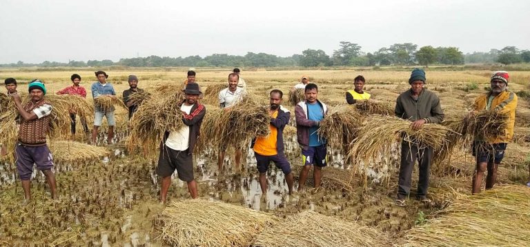 Chaibasa News : अचानक नहर में छोड़ा पानी, 3000 एकड़ में धान की फसल बर्बाद