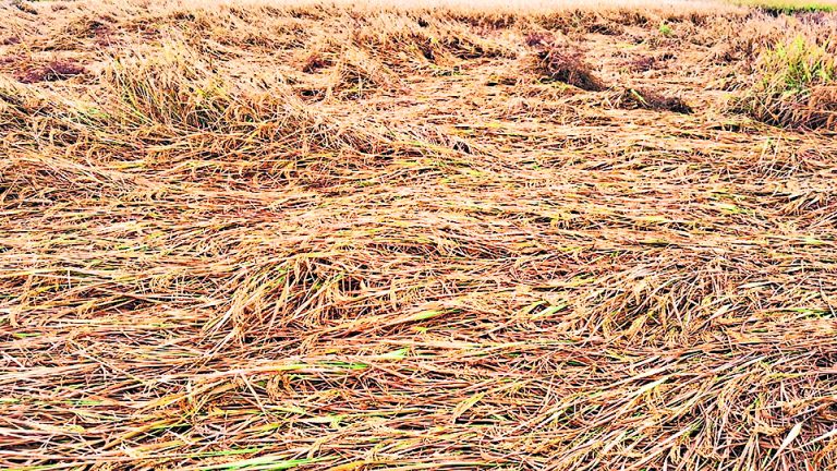 Jharsuguda News: बेमौसम बारिश से धान की फसल हुई बर्बाद, सब्जियों को भी नुकसान