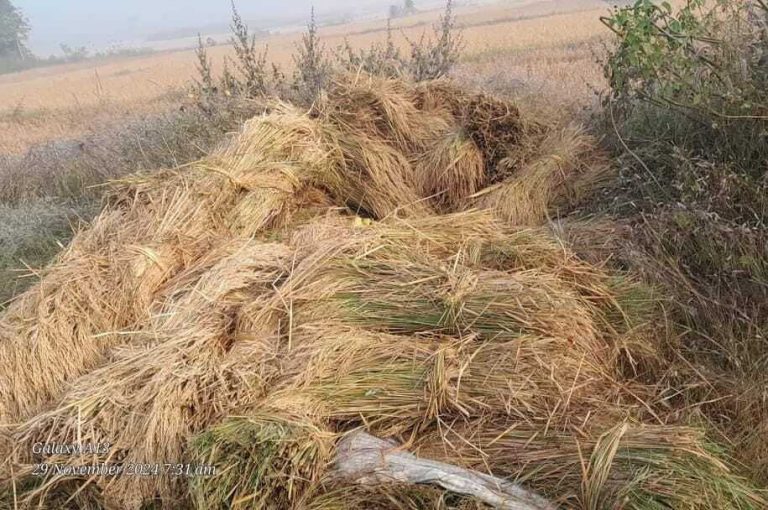 Giridih News: सरकारी धान क्रय केंद्र समय पर नहीं खुलने से किसान परेशान Giridih News: सरकारी धान क्रय केंद्र समय पर नहीं खुलने से किसान परेशान