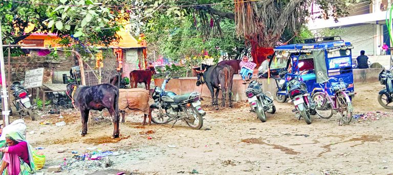 सड़कों के किनारे और पुल के नीचे चल रहे खटाल, राहगीर परेशान