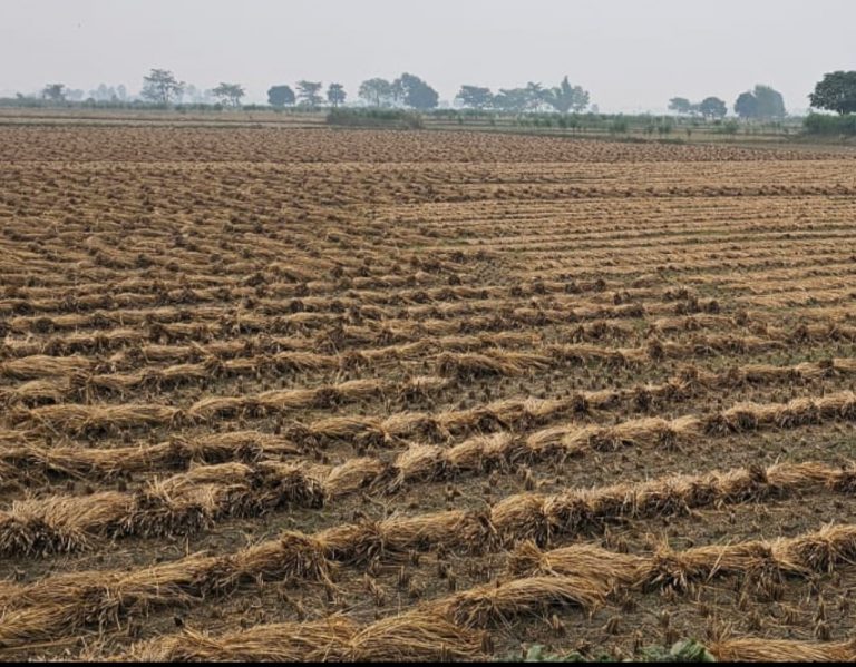 बूंदाबांदी से कटी हुई धान की फसल को नुकसान, किसान परेशान