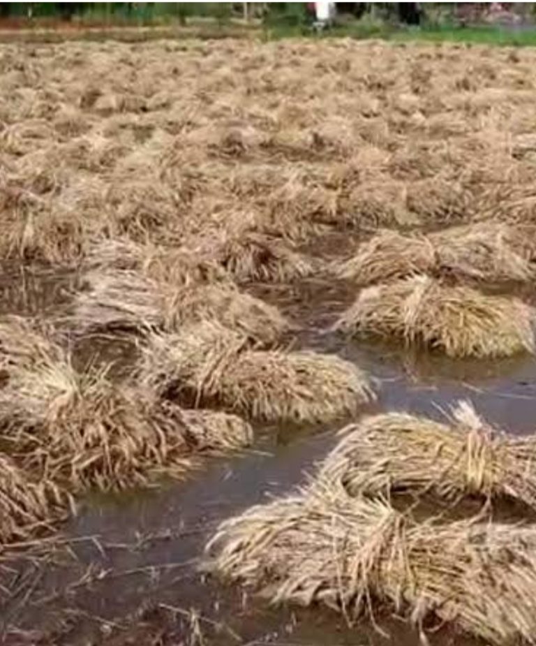 Dhanbad News : बारिश के पानी ने किसानों की मेहनत पर फेरा पानी