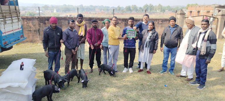 सीएम पशुधन योजना में 14 लाभुकों के बीच सुकर वितरित