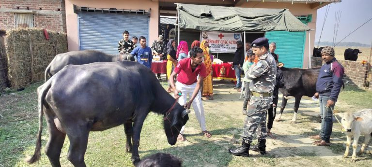एसएसबी ने लगाया पशु चिकित्सा शिविर
