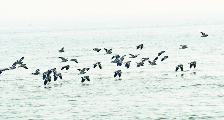 Buxar News: जिले में पहुंचने लगी साइबेरियन पक्षी, अबतक दिखीं 20 प्रजातियां