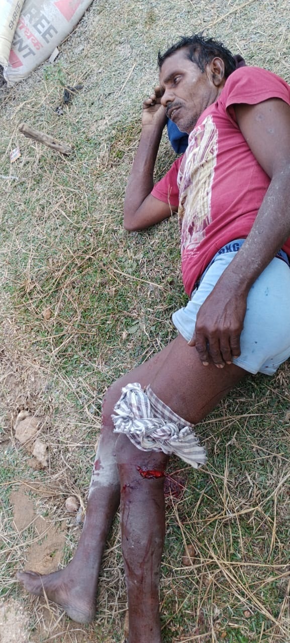 Bokaro News: बंदर के आतंक से ग्रामीण भयभीत, चार दिनों में तीन लोगों को किया जख्मी