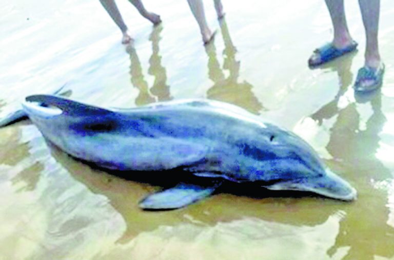 कटवा में गंगा बन गयी है ‘डॉल्फिन’ के लिए मरण-कुंड, भागीरथी में बोट से गश्त और निगरानी बढ़ाने की दरकार