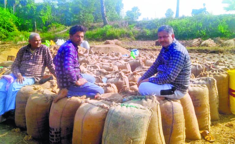 जिले में धान अधिप्राप्ति की गति सुस्त, लक्ष्य का चार प्रतिशत हुई है खरीद