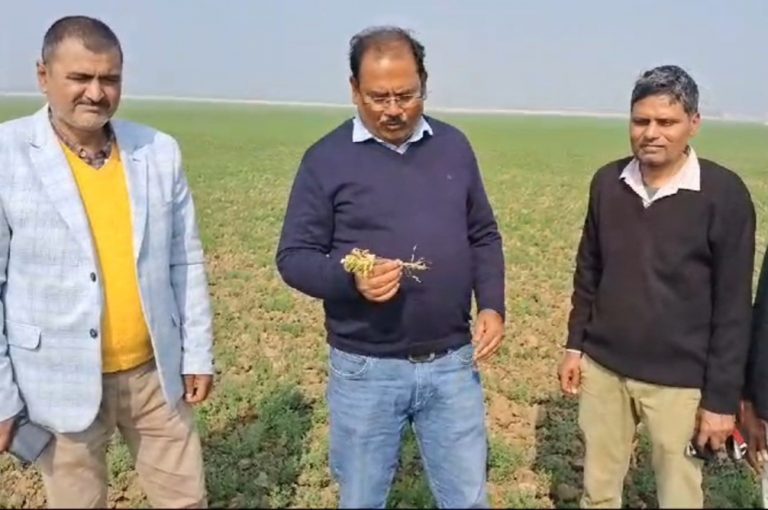 मोकामा टाल में कृषि वैज्ञानिकों ने लिया दलहन की फसल का जायजा