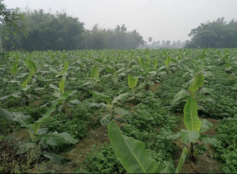 आर्थिक स्थिति में सुधार के लिए किसान कर रहे हैं मिश्रित खेती