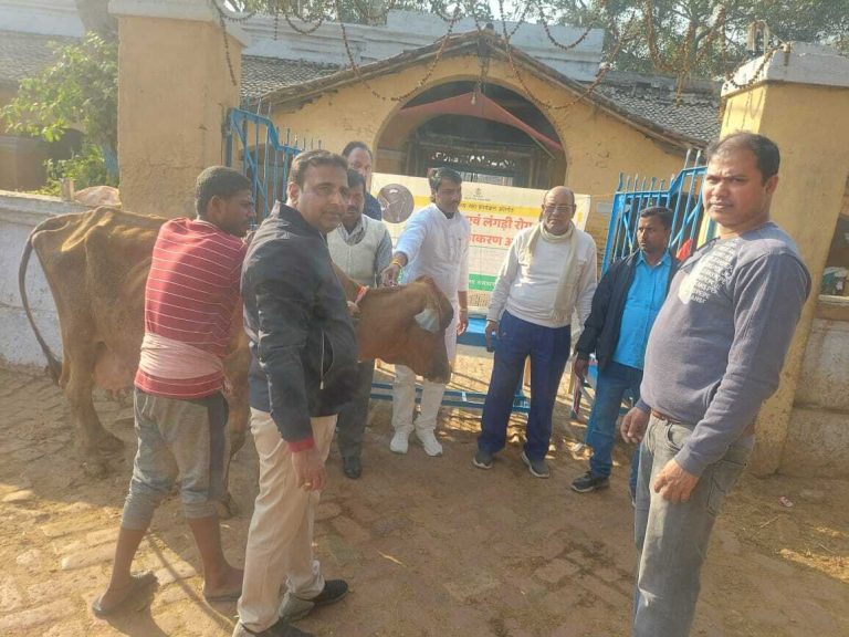 लंगड़ी बुखार से बचाव के लिए जिले के 3.28 लाख गाय-भैंस को लगाया जाएगा टीका