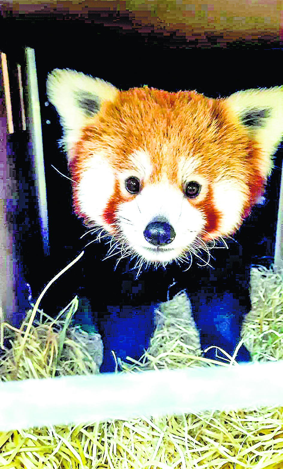 International Red Panda Day