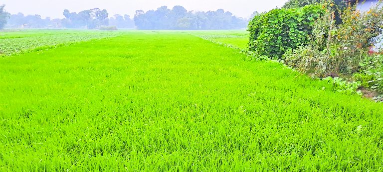 hajipur news. आसमान में बादल छाये रहने से दिन भर नहीं निकली धूप, तापमान में आयी गिरावट