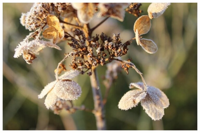 Gardening Tips: सर्दियों में अगर मुरझा रहे आपके पौधे तो तुरंत ऐसे करें देख रेख