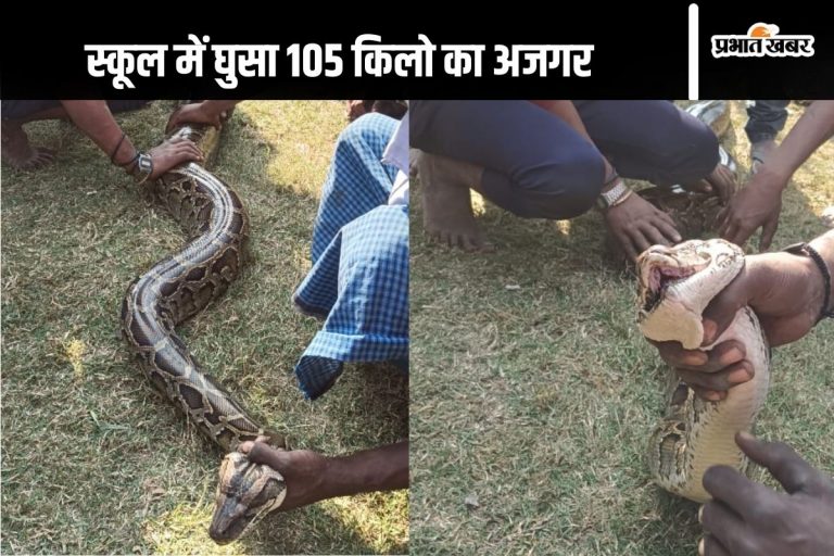 Video : सीवान के स्कूल में घुसा 18 फीट लंबा अजगर, बच्चों की सूझबूझ से बची जान