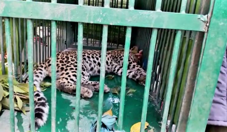 Video: 15 दिनों बाद पकड़ा गया खूंखार तेंदुआ, दर्जनों लोगों को किया था जख्मी, देखिए रेस्क्यू का वीडियो