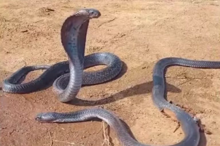 नाग की मौत पर विलाप करती नागिन, देखें वीडियो