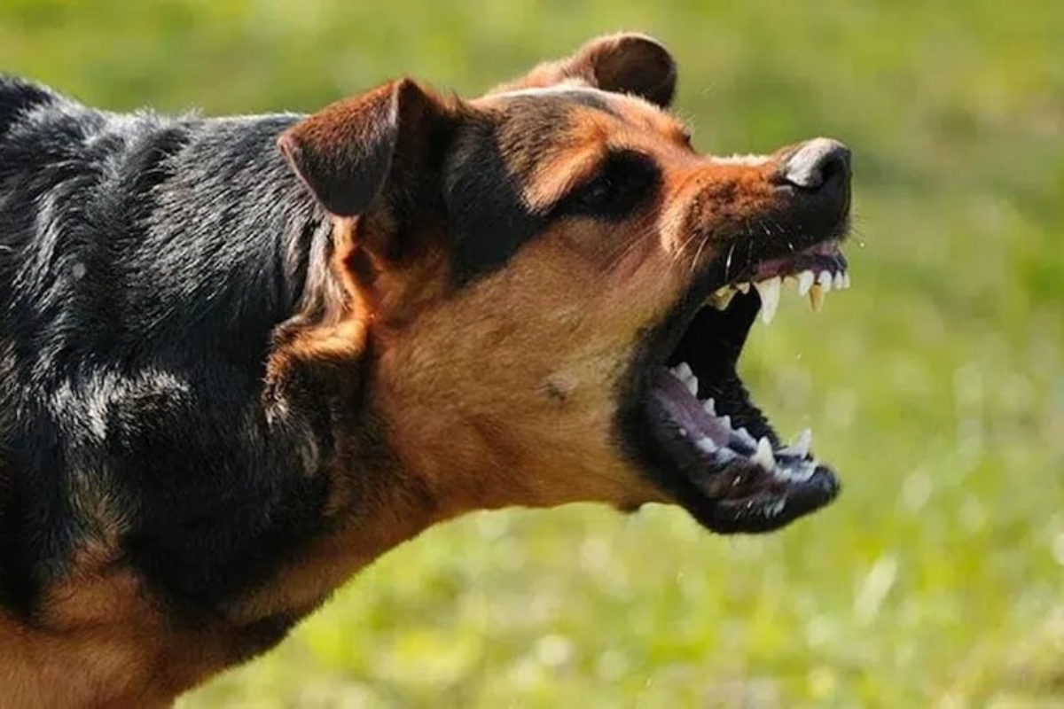 Muzaffarpur Dog Bite Incidents